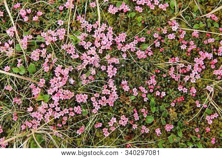 Alpine Flowers Of Norway. Flora Of Saltfjellet-svartisen National Park. Kalmia Procumbens (alpine Az
