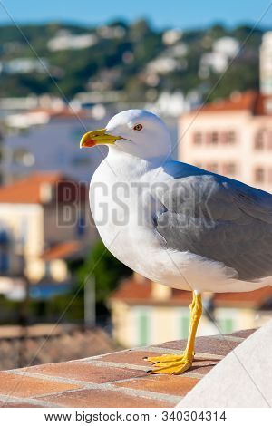 Clear And Sharp View Of White With Grey Wings And Yellow With Red Color Beak Seagull (larus Crassiro