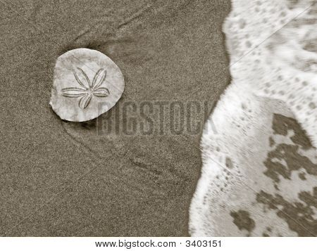 海边发现