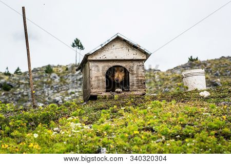 Dog Kennel With Dog In Mountains Of Kroni I Thores, Albania