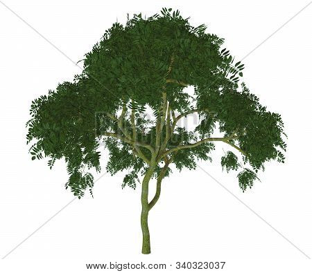 Curry Leaf Tree 3d Illustration - Murraya Koenigii Is A Forest Tree Native To India And The Leaves A