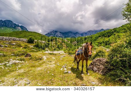 Horse With Harness And Saddlery In Albanian Mountains Theth