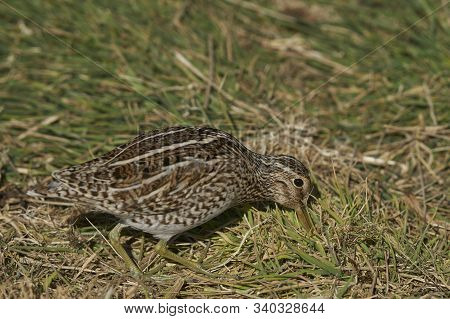 Magellanic Snipe (gallinago Paraguaiae Magellanica) Probing The Ground Looking For Food On Sea Lion 