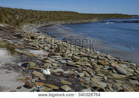 Pair Of Kelp Geese (chloephaga Hybrida Malvinarum) On The Rocky Coast Of Sea Lion Island In The Falk