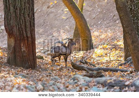 Wild moufflon in Cyprus forest