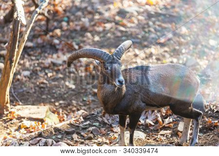 Wild moufflon in Cyprus forest