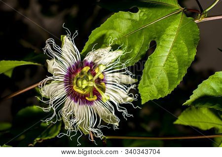 Passiflora Creeper Flower, Passion Fruit, Close Up.