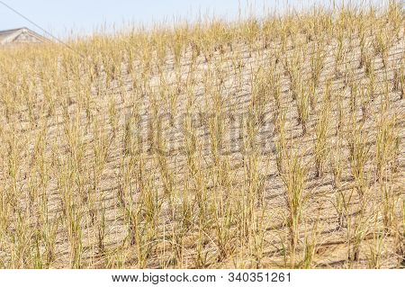 Roof Of Building Poking Up Over Edge Of Sand Dune Replanted With Seagrass