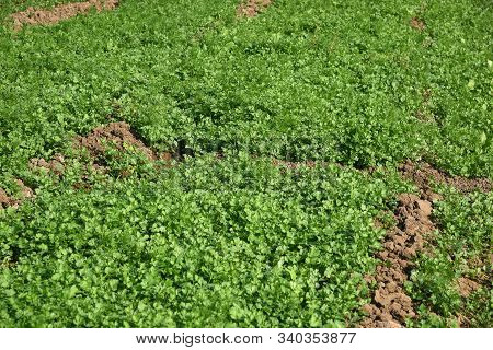 Fresh Green Coriander In Garden Or Farm Field