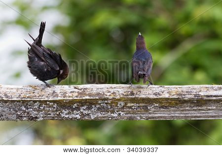 Brown diresse testabruna