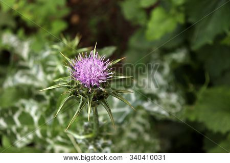Silybum Marianum, Also Known As A Holy Thistle In Full Splendor .this Species Is An Annual Or Bienni
