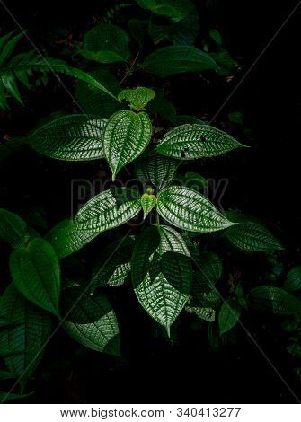 Rainforest Plant In Danum Valley, Sabah, Malaysia.