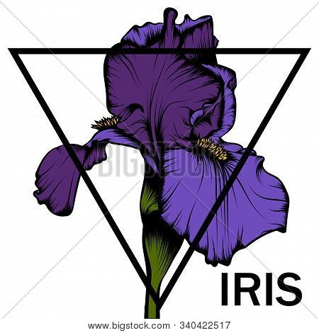 Beautiful Illustration Of Iris In Graphic Style.