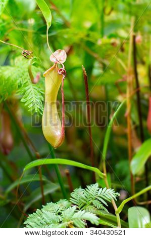 Nipentes Plant Of Prey Light Green Bright, Single Pitcher Of Fresh Natural Carnivorous Tropical Cree