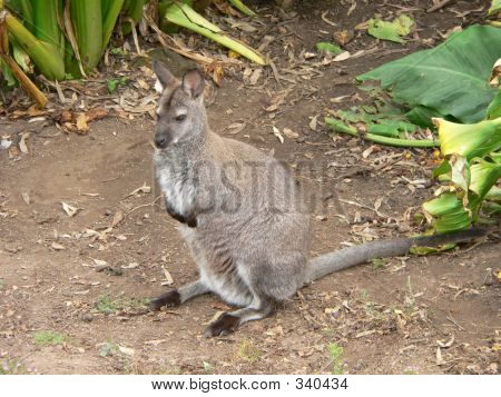 Wallaby