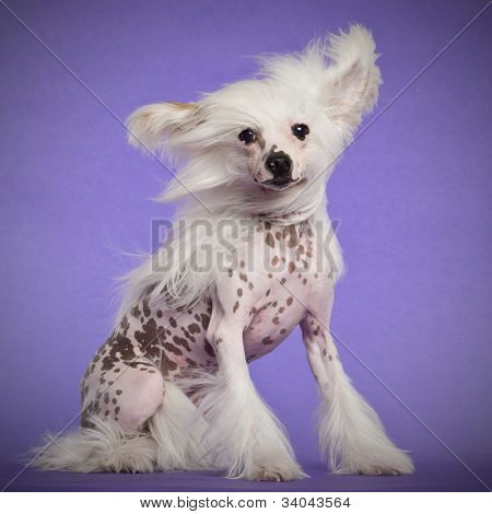Kinesiske Crested hund, 9 måneder gammel, sad på lilla baggrund