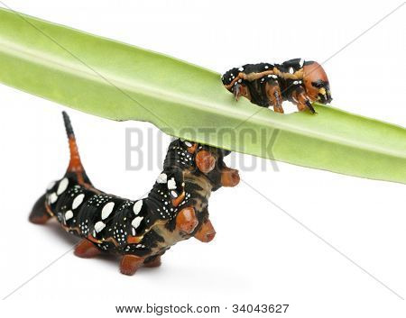 Spurge เหยี่ยว Hyles Euphorbiae หนอนผีเสื้อกินบนใบไม้กับพื้นหลังสีขาว
