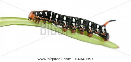 Spurge เหยี่ยว Hyles Euphorbiae หนอนผีเสื้อบนใบไม้กับพื้นหลังสีขาว