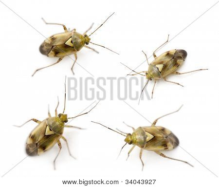 Plante bugs, Miridae Lygus sp, hvid baggrund