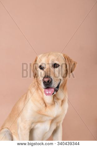 Labrador Dog Sitting On A Peach Background