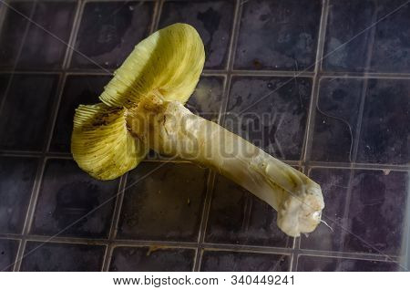Peeled Mushroom Of Greenfinch Or Rowanacea Green (tricholoma Equestre). One Mushroom In A Plastic Co