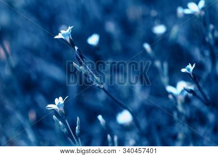Beautiful Meadow Field With Wild Flowers. Spring Or Summer Wildflowers Closeup. Health Care Concept.