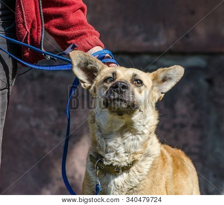 Outbred Red Dog On A Blue Leash Next To A Woman In A Red Jacket