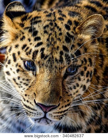 Far Eastern Leopard Face With Blue Eyes