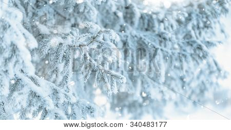 Christmas Tree With Snow Outdoor, Frozen Branch Of Spruce With Snow, Colden Winter Day.