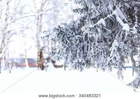 Christmas Tree With Snow Outdoor, Frozen Branch Of Spruce With Snow, Colden Winter Day.