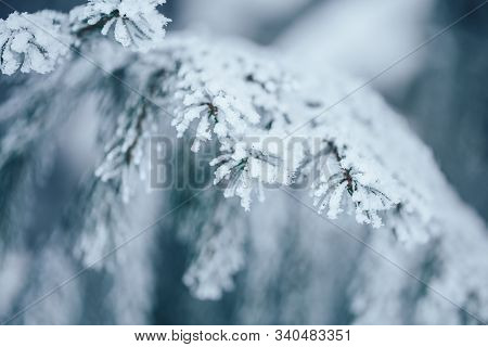 Christmas Tree With Snow Outdoor, Frozen Branch Of Spruce With Snow, Colden Winter Day.
