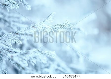 Christmas Tree With Snow Outdoor, Frozen Branch Of Spruce With Snow, Colden Winter Day.