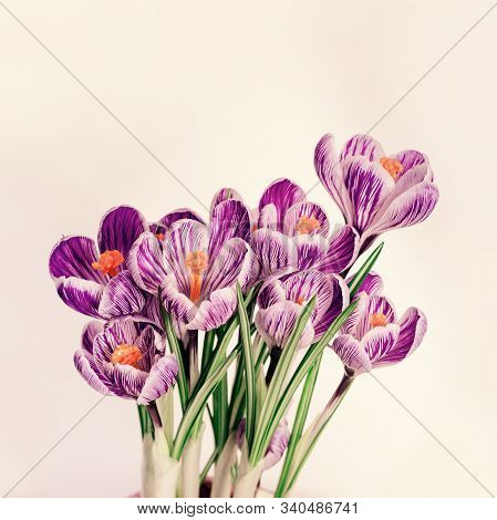 Tender Violet Crocus Flowers. Greeting Card For Spring Time Concept. Pastel Colors. Natural Flowery 