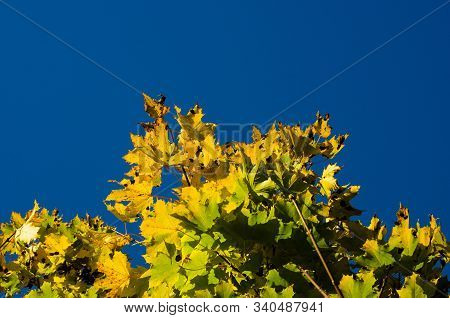 Yellow Maple Leaves Against The Blue Sky