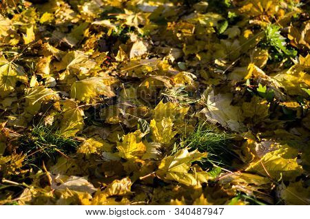 Yellow Fallen Leaves Lying In The Grass