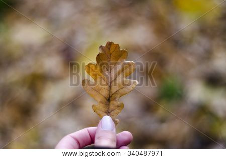 Fallen Oak Leaf In The Hands Of A Girl