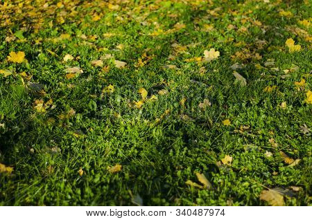 Shadow From Trees On Grass And Fallen Leaves