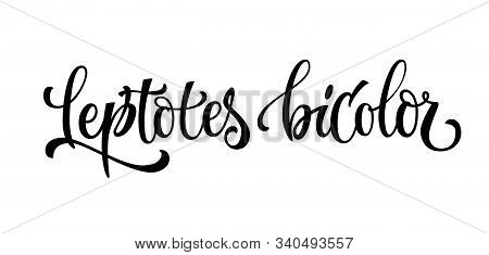Hand Drawn Spice Label - Leptotes Bicolor. Vector Lettering Design Element. Isolated Calligraphy Scr