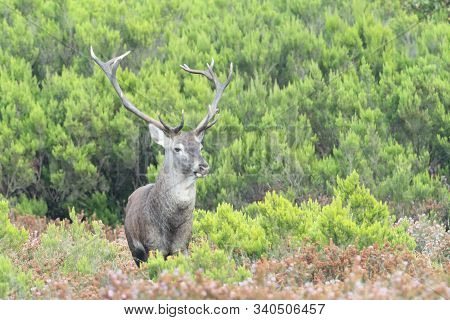 Deer In The Bellow