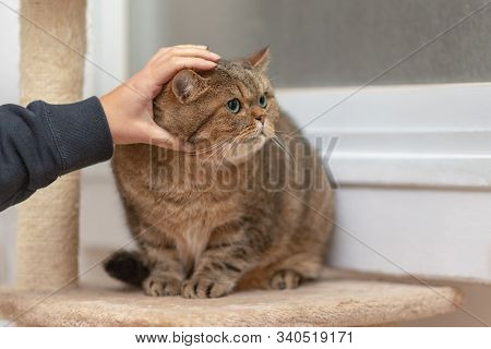 Young Cat Scottish Straight Lying On Claw Sharpener.hand Of Person Stroking Head Of Cute Cat.