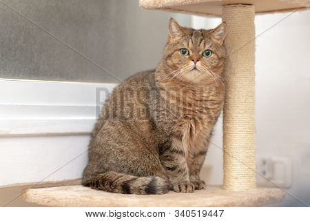 Young Cat Scottish Straight. Cute Cat With Green Eyes On Claw Sharpener.