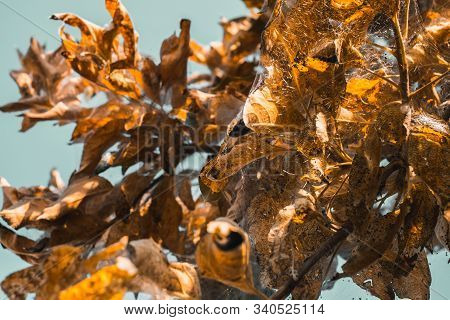 A Group Of Moth Caterpillars On Leaf