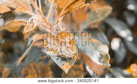 A Group Of Moth Caterpillars On Leaf