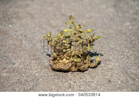 Potato With Sprouts Closeup Ready To Plant