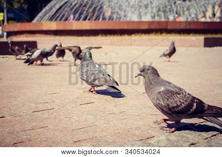 Pigeons In Front Of Fantan On The Square In The Summer Afternoon.