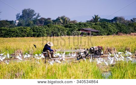 Tractor In Rice Field With A Farmer Sitting On The Tractor , Many Brids Around