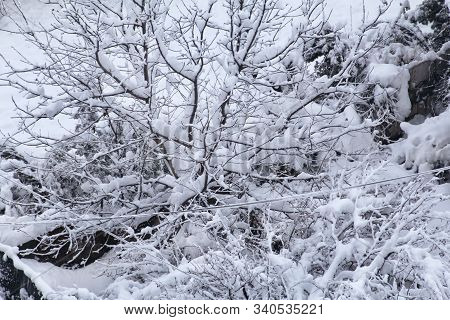 View Of Winter Landscape And Trees Covered With Big Snow Layer, Nature Cold. Tree Branches In Winter