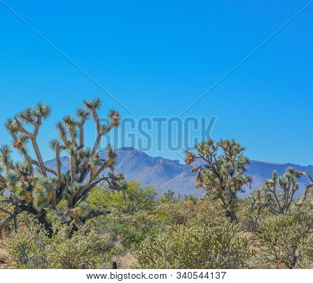 Spiny Joshua Trees (yucca Brevifolia) In The Sonora Desert. Maricopa County, Arizona Usa