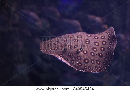 Tropical Ray Fish Swimming In Clear Aquarium