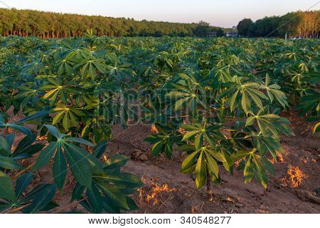 Tapioca Fields On Natural Background. Grow Cassava. Season Of Planting Cassava. Mixed Garden Between